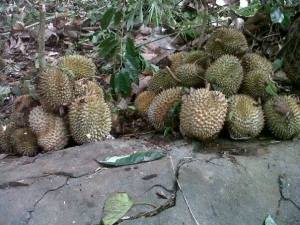 duriann.jpg?w=300